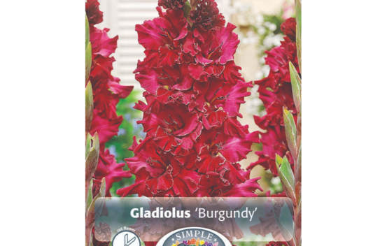 Gla&iuml;eul Burgundy (Perroquet) (Paquet de 10 bulbes)