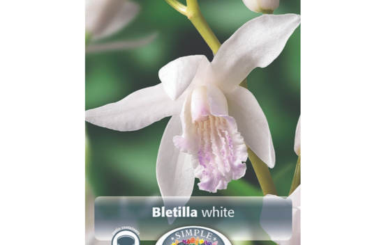 Bletilla White (Paquet de 2 bulbes)