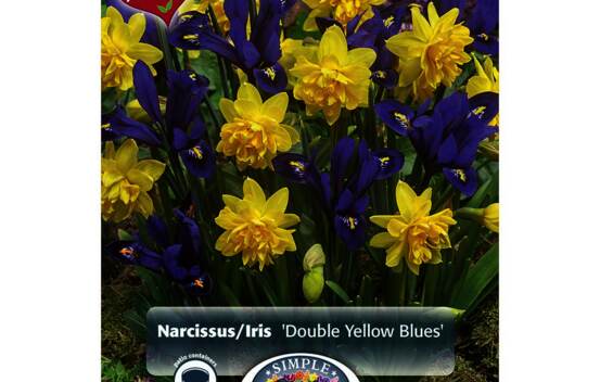 Narcisse et Iris Double Yellow Blues (M&eacute;lange Perfect Partners) (Paquet de 14 bulbes)