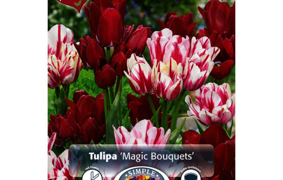 Tulipe Magic Bouquets (M&eacute;lange Perfect Partners) (Paquet de 8 bulbes)