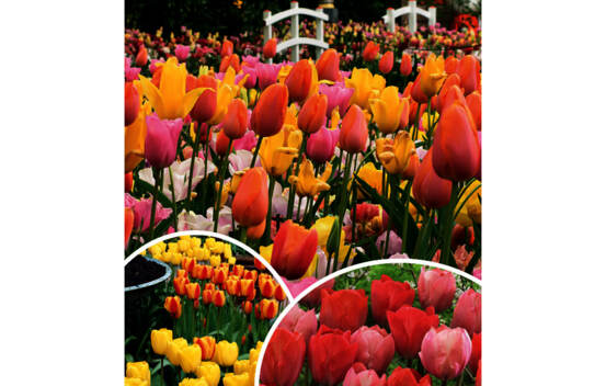 Tulipe Party Popper (Landscape Bag) (Paquet de 20 bulbes)