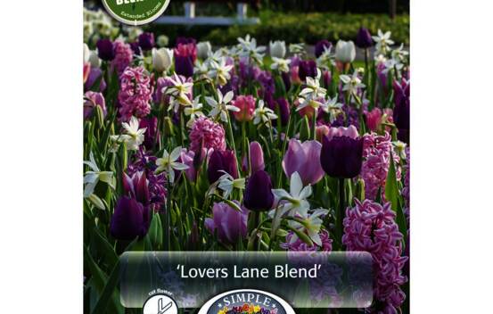 Tulipe, Narcisse et Jacinthe Lovers Lane (P&eacute;riode de floraison &eacute;tendue - Inspiration Blend) (Paquet de 10 bulbes)