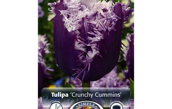 Tulipe Crunchy Cummins (Frang&eacute;e) (Paquet de 5 bulbes)