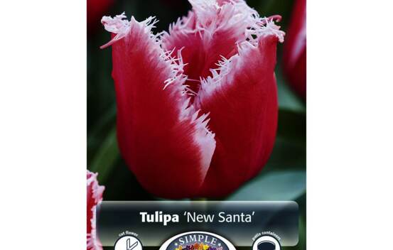 Tulipe New Santa (Frang&eacute;e) (Paquet de 8 bulbes)