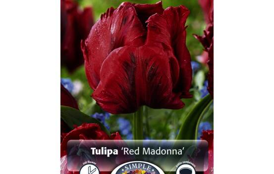 Tulipe Red Madonna (Perroquet) (Paquet de 5 bulbes)
