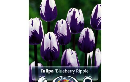 Tulipe Blueberry Ripple (Rembrandt) (Zone : 3) (Paquet de 5 bulbes)