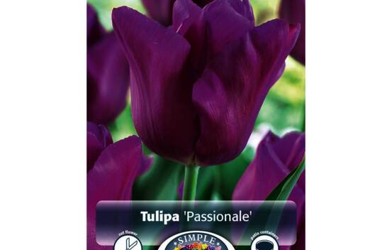 Tulipe Passionale (Triumph) (Zone : 3) (Paquet de 5 bulbes)