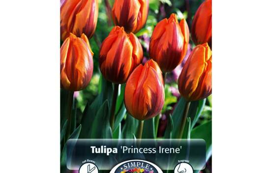 Tulipe Princess Irene (Rembrandt) (Parfum&eacute;e) (Zone : 3) (Paquet de 5 bulbes)