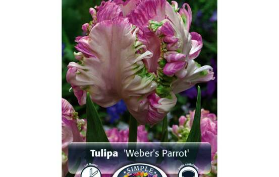 Tulipe Weber's Parrot (Perroquet) (Zone : 4) (Paquet de 5 bulbes)