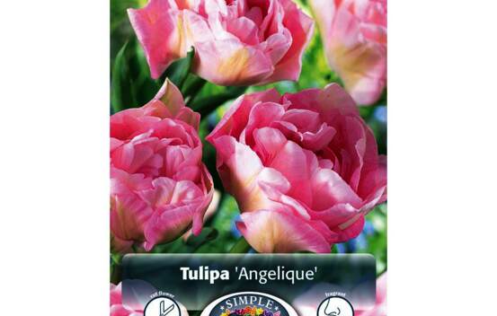Tulipe Angelique (Pivoine Double tardive) (Parfum&eacute;e) (Zone : 3) (Paquet de 5 bulbes)