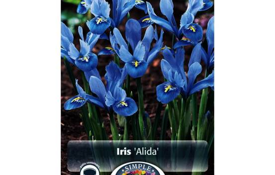 Iris Alida (Nain) (Reticulata) (Zone : 5) (Paquet de 20 bulbes)