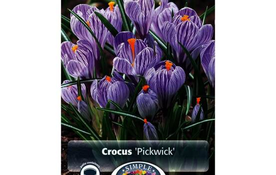 Crocus Pickwick (G&eacute;ant) (Zone : 4) (Paquet de 15 bulbes)