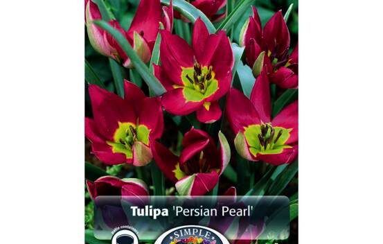 Tulipe Humilis Persian Pearl (Botanique) (Zone : 3) (Paquet de 10 bulbes)