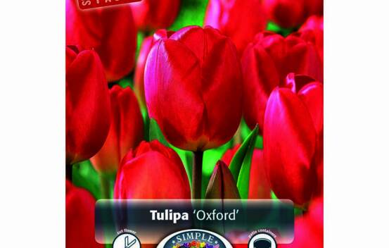 Tulipe Oxford (Darwin Hybride) (Special Value Pack) (Paquet de 15 bulbes)