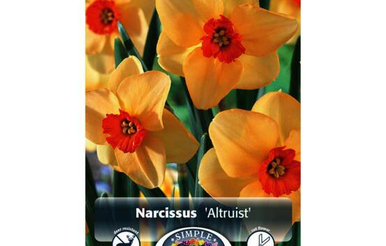 Narcisse Altruist (Small Cupped) (Zone : 3) (Paquet de 5 bulbes)