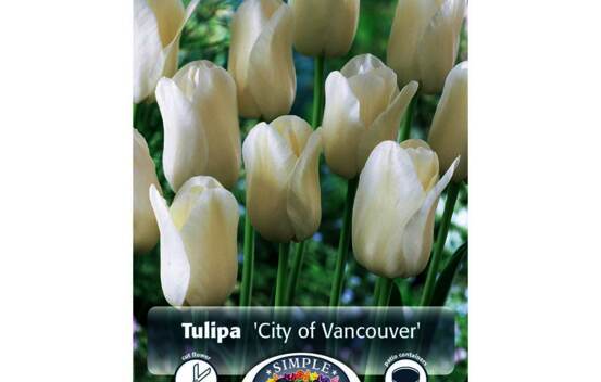 Tulipe City of Vancouver (Simple tardive) (Zone : 3) (Paquet de 5 bulbes)