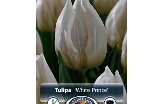 Tulipe White Prince (Simple h&acirc;tive) (Zone : 3) (Paquet de 5 bulbes)