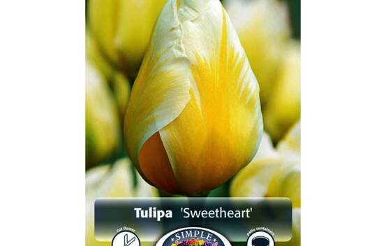 Tulipe Sweetheart (Fosteriana) (Zone : 3) (Paquet de 8) (taille : 12 cm et +)