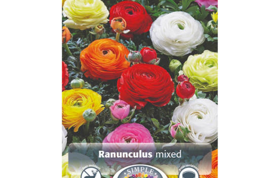 Renoncule Mix (Paquet de 10 bulbes)