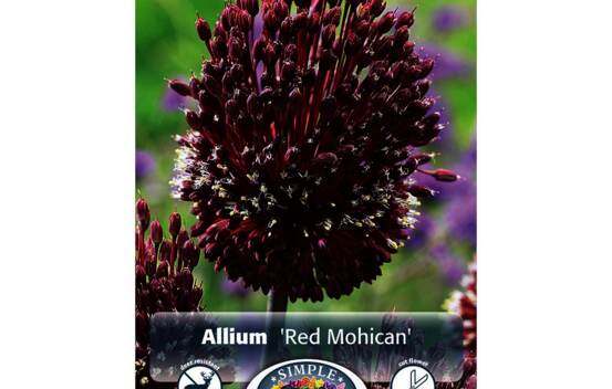 Allium Red Mohican (Parfum&eacute;) (Zone : 4) (Paquet de 2 bulbes)