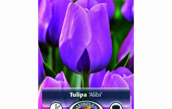 Tulipe Alibi (Triumph) (Zone : 3) (Paquet de 5 bulbes)