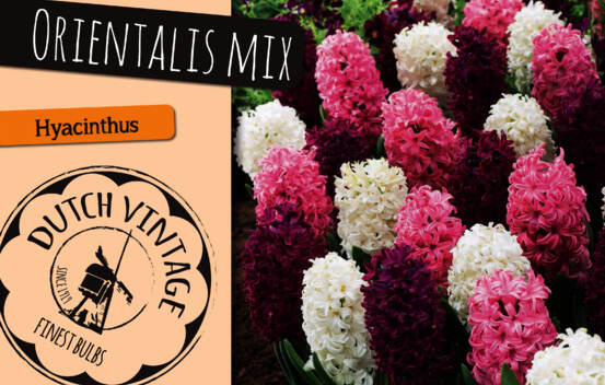 Jacinthe Orientalis Mix (M&eacute;lange Dutch Vintage) (Paquet de 6 bulbes)