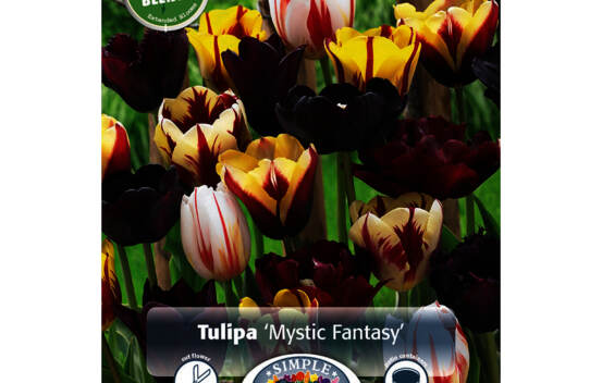 Tulipe Mystic Fantasy (P&eacute;riode de floraison &eacute;tendue - Inspiration Blend) (Paquet de 10 bulbes)