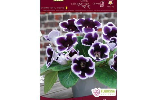 Gloxinia Emperor Wilhelm (Belgium) (1 bulbe)