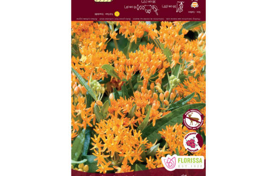 Ascl&eacute;piade Tuberosa (Paquet de 2 bulbes)