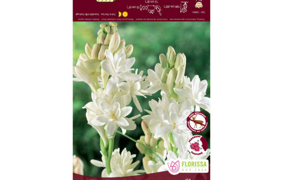 Tub&eacute;reuse Double The Pearl (Paquet de 2 bulbes)