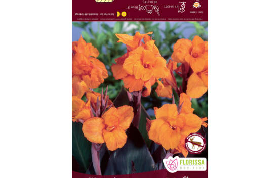 Canna Wyoming (Feuillage Bronze) (1 bulbe)