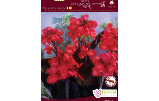 Canna Australis (Novelty) (Feuillage Noir) (1 bulbe)