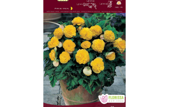 B&eacute;gonia Non-Stop Yellow (Belgium) (1 bulbe)