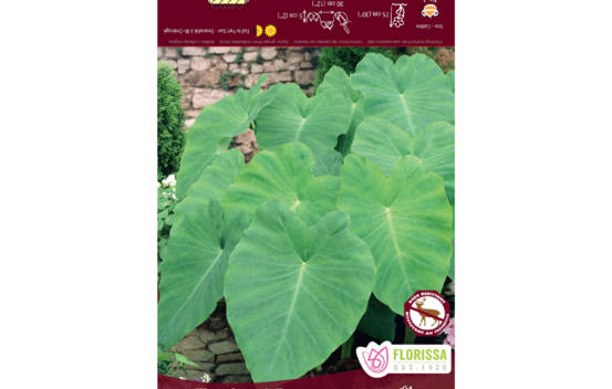 Colocasia Oreille d'&eacute;l&eacute;phant (Vers le bas) (1 bulbe)