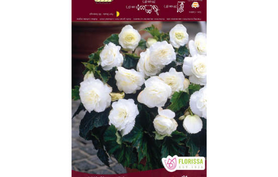 B&eacute;gonia Non-Stop White (Belgium) (1 bulbe)