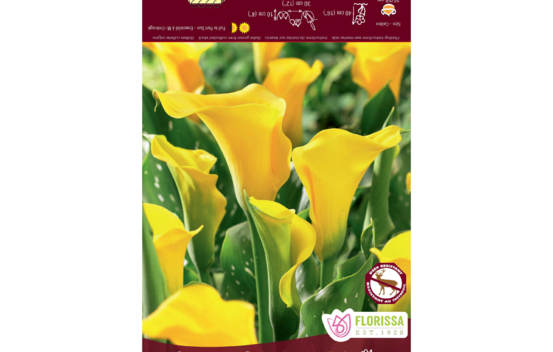 Calla Summer Sun (Zantedeschia) (1 bulbe)