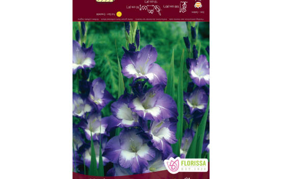 Gla&iuml;eul Nori (Novelty) (Paquet de 8 bulbes)