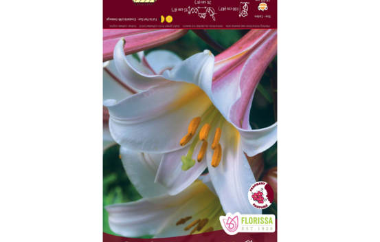 Lys Regale (Trompette) (1 bulbe)