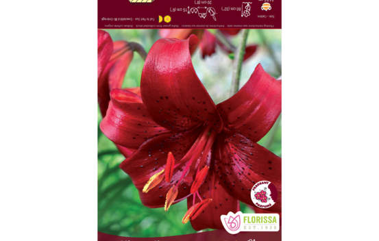 Lys Haiwatha (Tigr&eacute;) (Rouge fonc&eacute; avec t&acirc;ches) (1 bulbe)