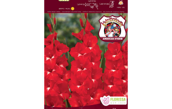 Gla&iuml;eul Kaleidoscope (Rouge et blanc) (Paquet de 5)