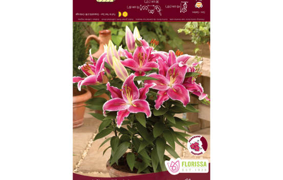 Lys After Eight (Oriental de patio) (1 bulbe)