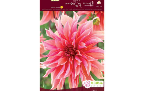 Dahlia Labyrinth (Dinnerplate) (1 bulbe)