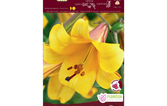 Lys Golden Splendour (Trompette) (1 bulbe)