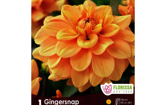 Dahlia Gingersnap (D&eacute;coratif) (1 bulbe)