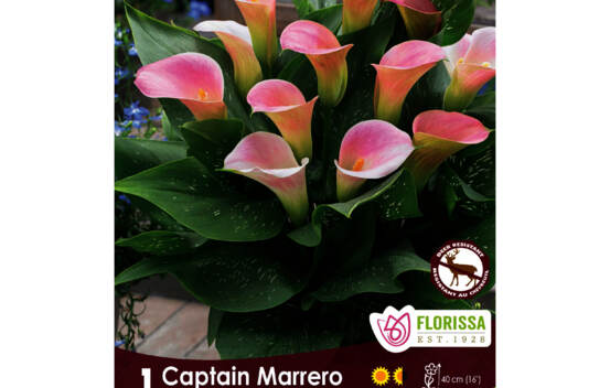 Calla Captain Marrero (Zantedeschia) (1 bulbe)