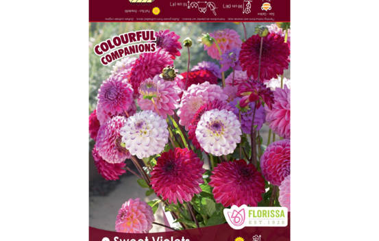 Dahlia Sweet Violets (Eveline, Lenny's Dream, Little Robert & Sandra or Happy Hour) (Colourful Companions) (Paquet de 3 bulbes)
