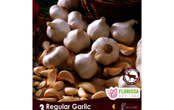 Ail R&eacute;gulier (Zone : 2) (Paquet de 3 bulbes)