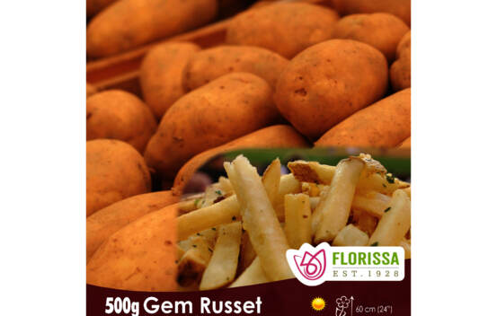 Pomme de terre Russet Burbank (Paquet de 2 kg)