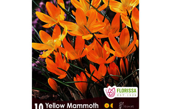 Crocus Yellow Mammoth (&Agrave; grandes fleurs) (Zone : 4) (Paquet de 10 bulbes)