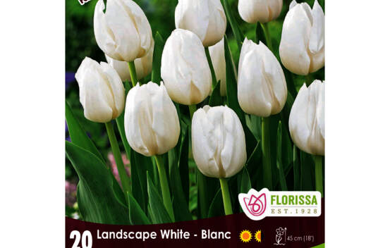 Tulipe Landscape Blanc (Mammoth Pack) (Zone: 3) (Paquet de 20 bulbes)